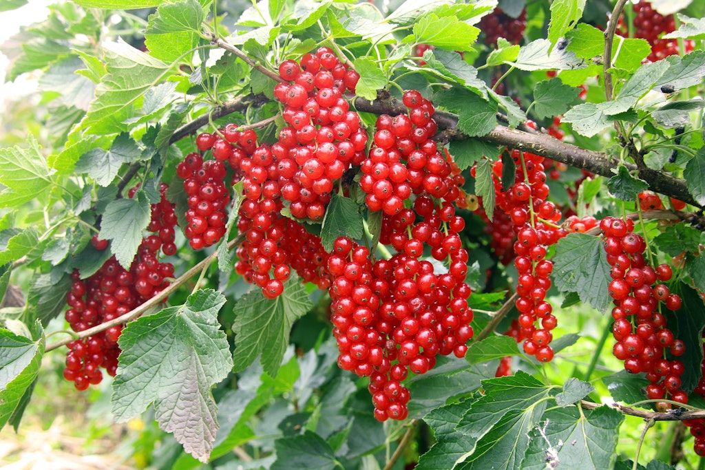 Johannisbeeren ernten, pflanzen und pflegen DIESE Fehler sollten Sie