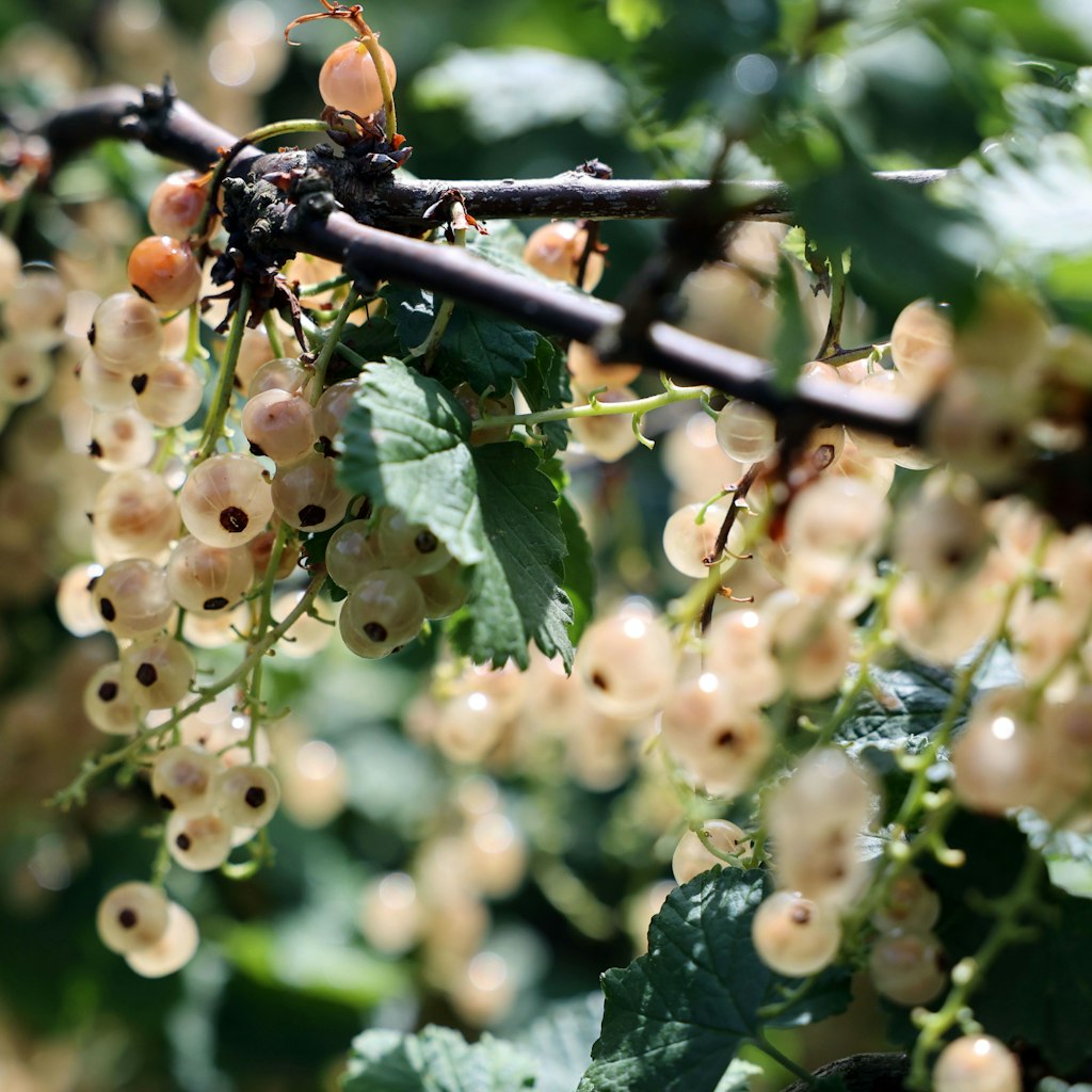 Egal ob Schwarz, Rot oder Weiß: Johannisbeeren schmecken einfach köstlich und sind dazu noch sehr gesund.