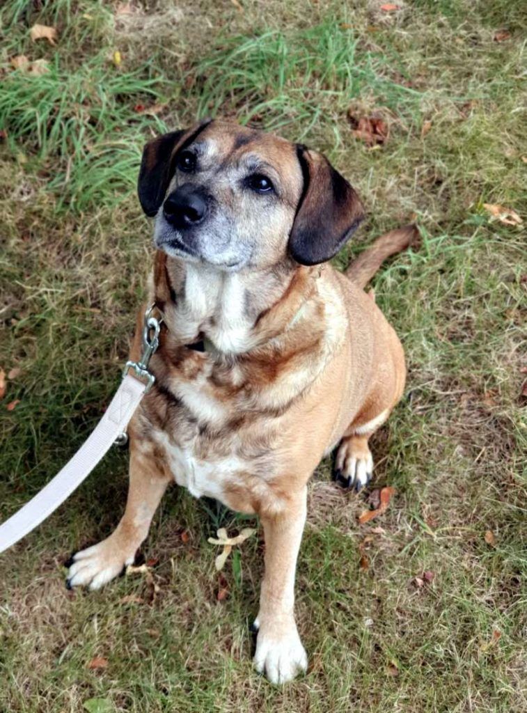 Trauriges Tier-Schicksal: Arme Hunde-Oma Helga Im Tierheim Berlin Sucht ...