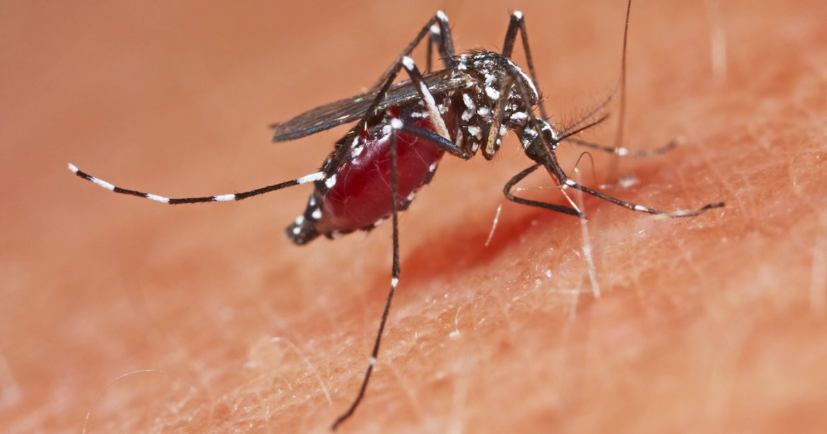 UPDATE! Flugfaul und stechfreudig: Die Asiatische Tigermücke ist in ...