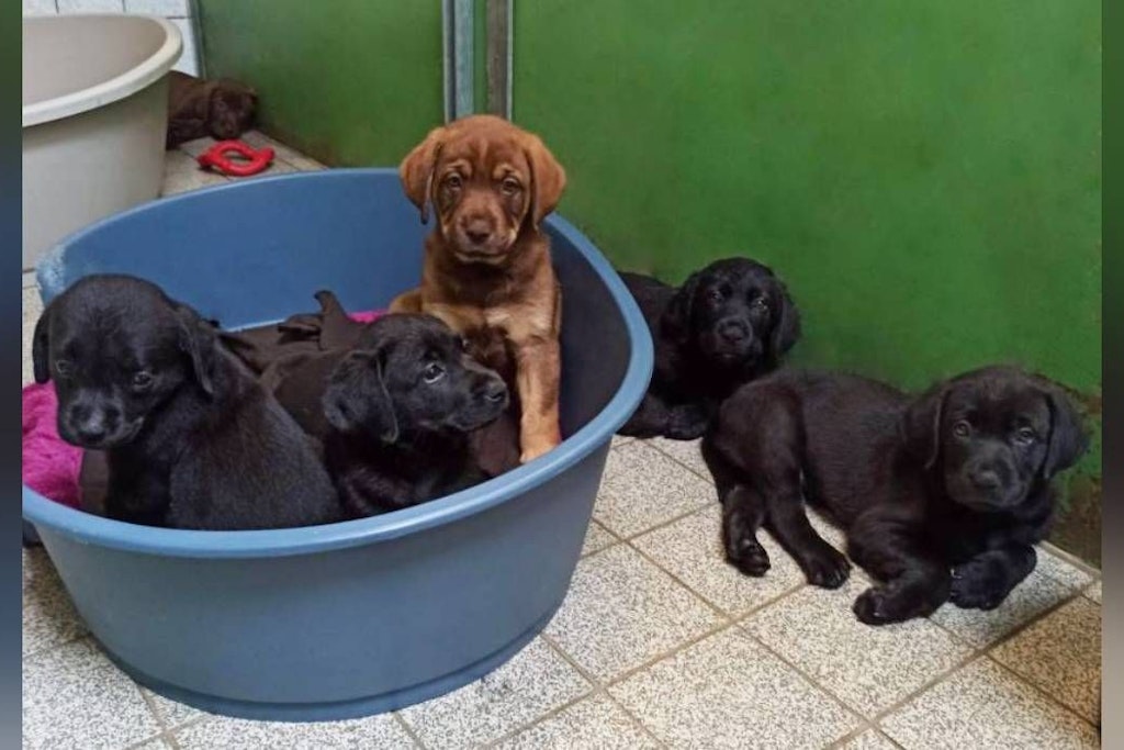 Das Hamburger Tierschutzverein hat zehn Labrador-Welpen gerettet.