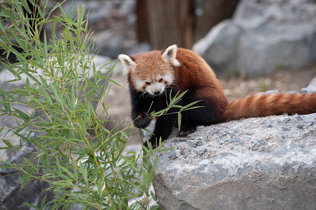 Ein Roter Panda im Tierpark Berlin: Bei ihnen gab es jetzt doppelten Nachwuchs.