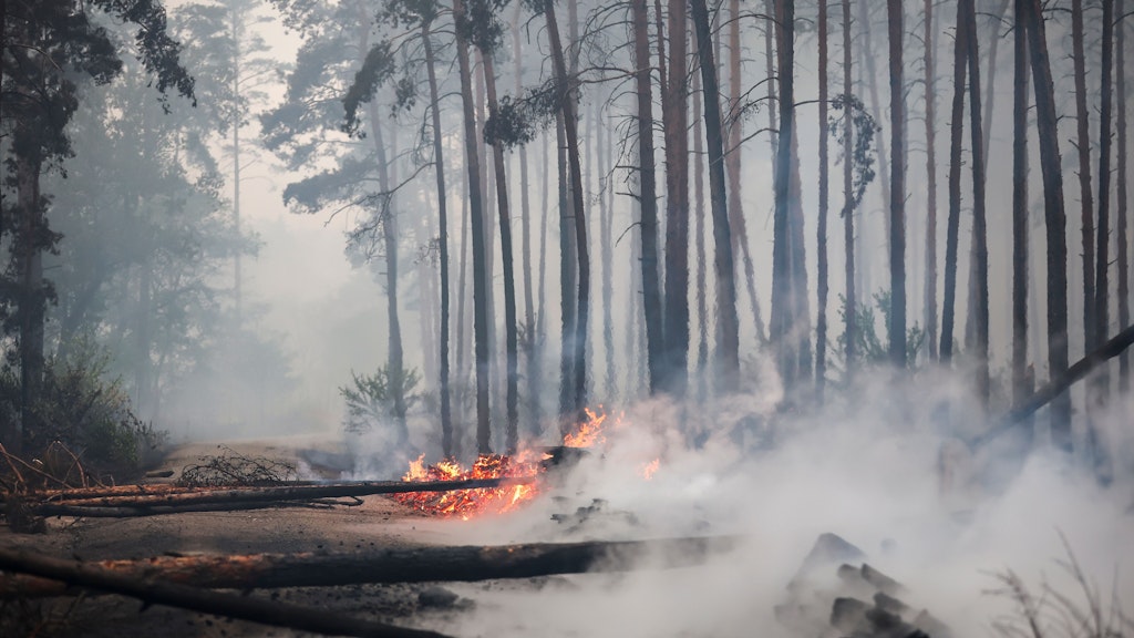 Falkenberg: Brennende Bäume blockieren den Weg während eines Waldbrandes.