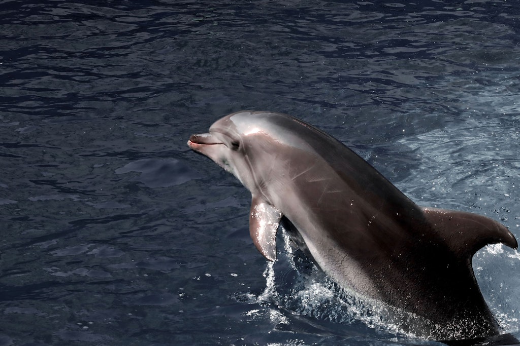 Mit einem verärgerten Delfin ist nicht zu spaßen. Er kann auch mal zuschnappen.