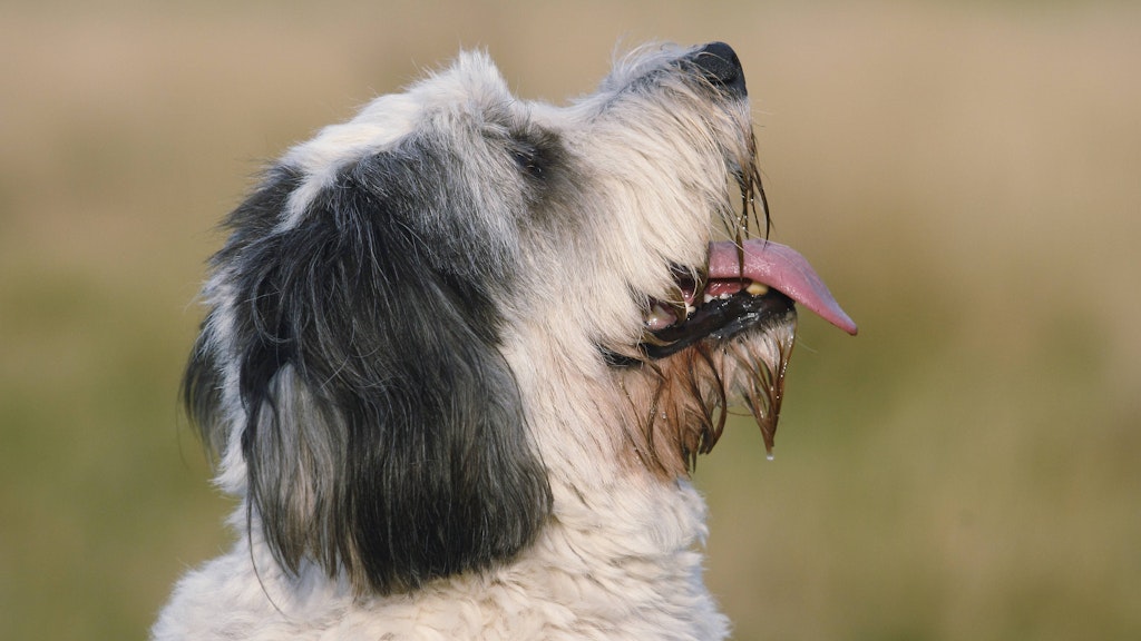 Er versteht den Menschen, dieser polnische Niederungshütehund.