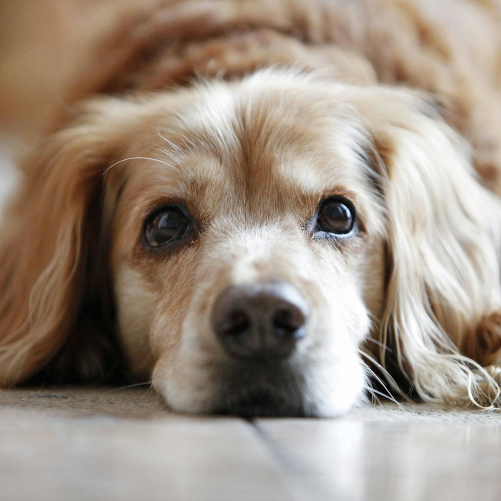 Kein Mensch kann diesem Blick widerstehen. Das ahnt wahrscheinlich auch dieser Cockerspaniel-Mischling.