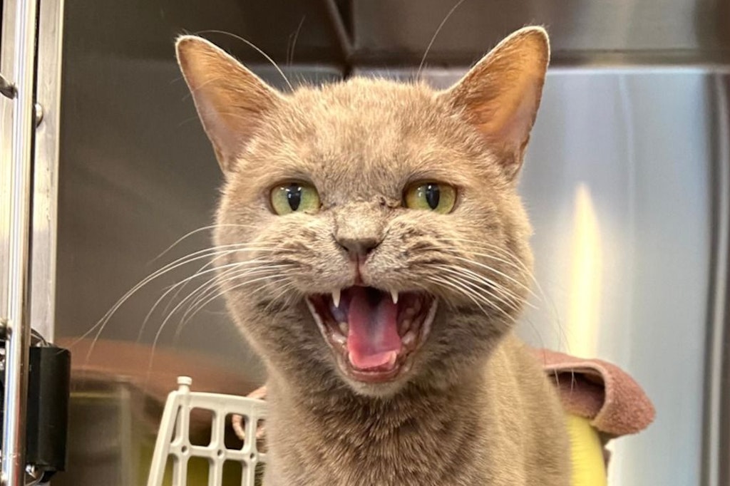 Kater Bonny wurde vor dem Tierheim ausgesetzt. Die Tierschützer machen darauf aufmerksam, dass immer mehr Tiere einfach abgestellt werden - und dass das Tierheim Berlin aus allen Nähten platzt.