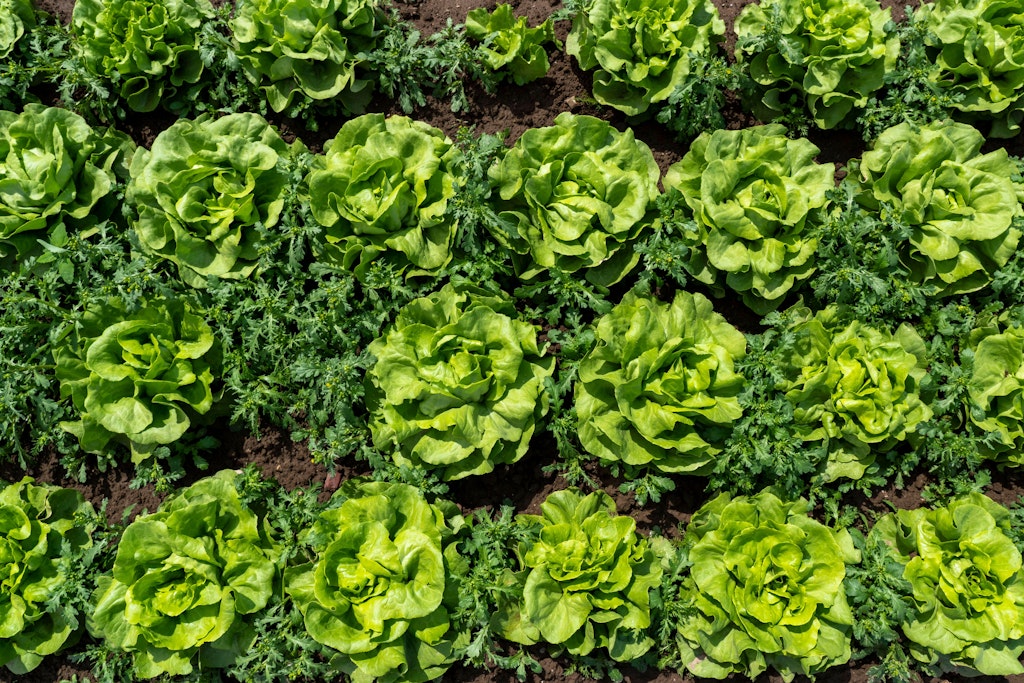 Grüner Kopfsalat wird jetzt vielerorts frisch geerntet.