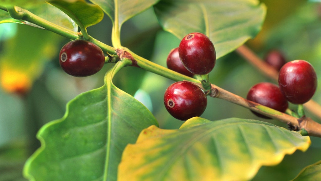 Früchte an einem Kaffeebaum (Coffea arabica): „Kaum ein anderes Lebensmittel hat so viele chemische Grundsubstanzen und Stoffe in sich wie Kaffee.“