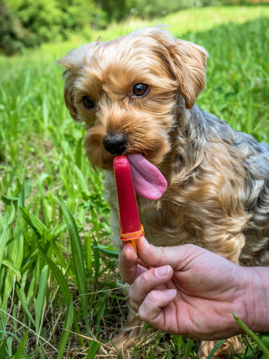 Auch für Hunde ist ein Eis im Sommer echt erfrischend. Wer will, kann es auch in richtigen Eis-Formel zubereiten - das Füttern schweißt zusammen!