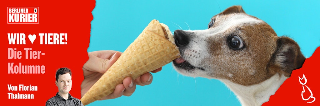 Auch Hunden schmeckt im Sommer ein kühles Eis - es sollte aber speziell für die Tiere hergestellt sein.