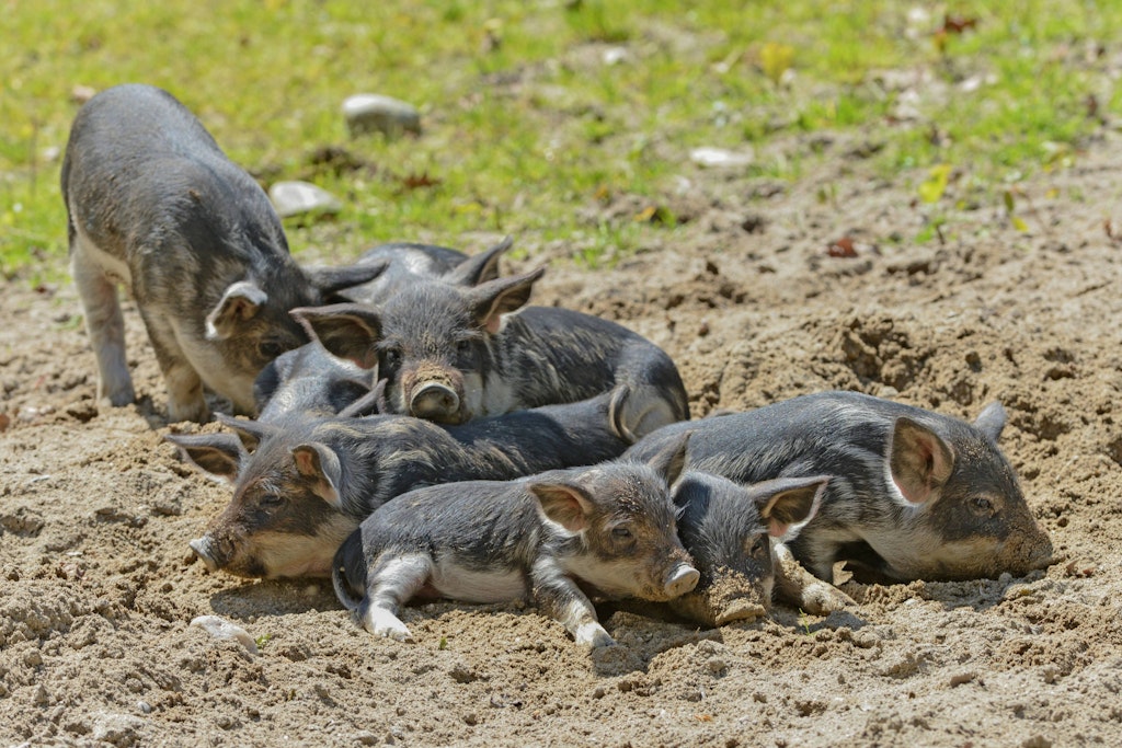 Ein Wurf junger Wollschweine liegt zusammen auf der Erde. (Symbolfoto)