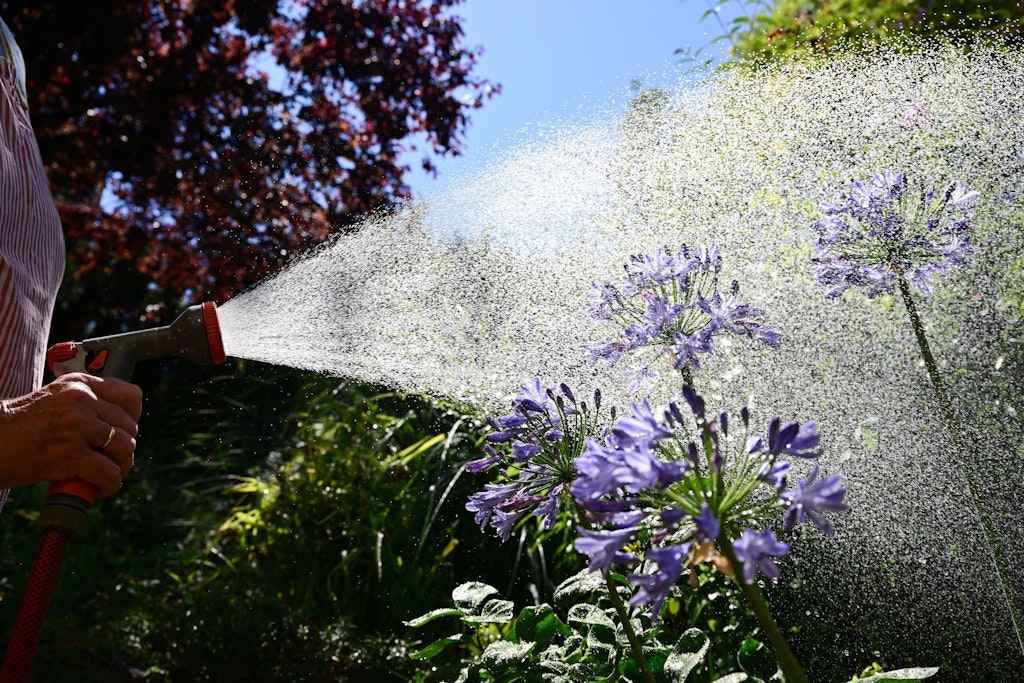 Die Blumen brauchen Wasser. Von oben wird es in den nächsten Tagen aber nicht kommen.