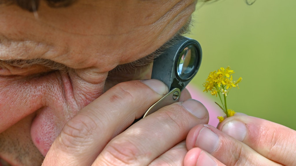 Dirk Wesuls betrachtet mit einer Lupe die Blüten der Wilden Sumpfkresse.