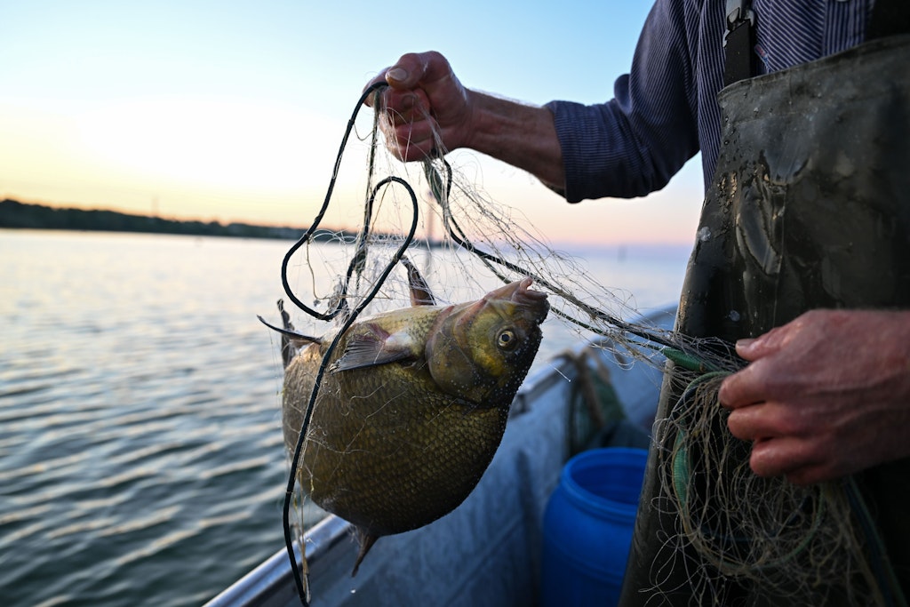 Ein Fischer holt eine Brasse aus dem Fluss. Frischgefangene Fische gehören auch zum Bestandteil des Ketziner Fischerfestes.