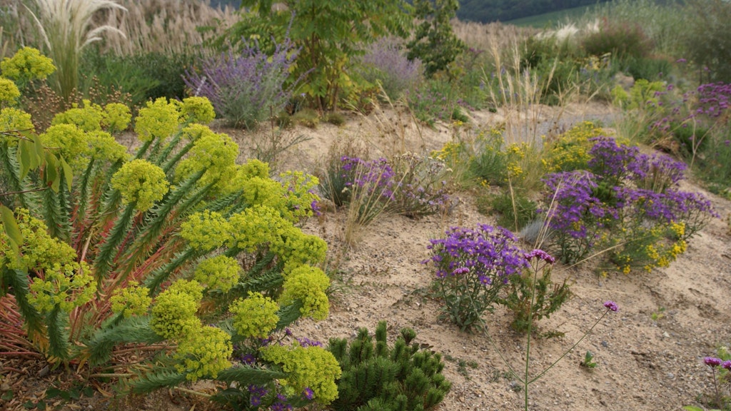 Im Sand gedeiht wenig? Nicht in diesem Beet: Hier liegt nur eine Schicht Sand über fruchtbarerem Boden.