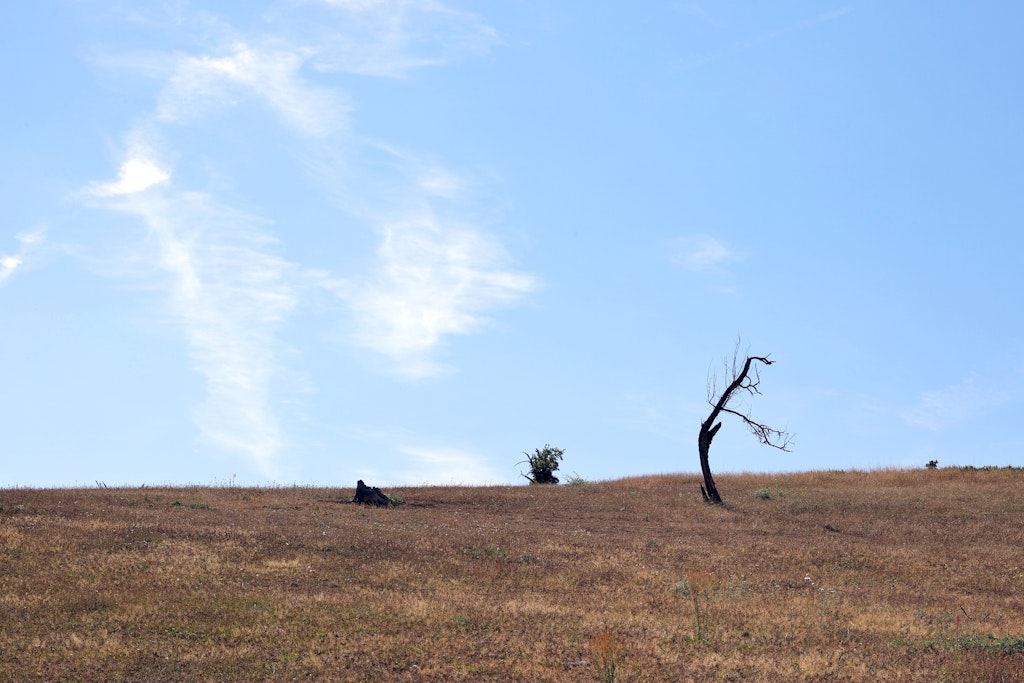 Eine ausgetrocknete Viehweide und ein kahler Baum nahe der Hallburg in Bayern. In diesem Sommer ist bislang historisch wenig Regen gefallen.
