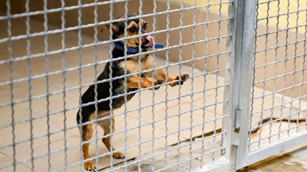 Die einjährige Hündin Jessy steht in ihrer Box im Tierheim Nürnberg.