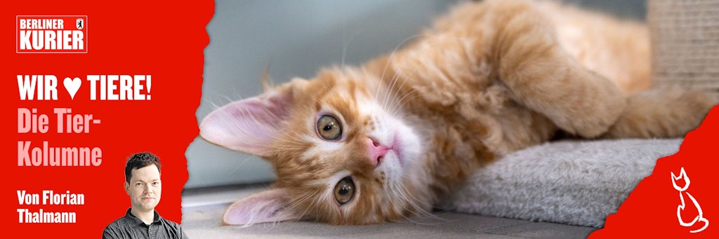 Eine junge Katze liegt im Mutter- und Kinderkatzenhaus im Berliner Tierheim.
