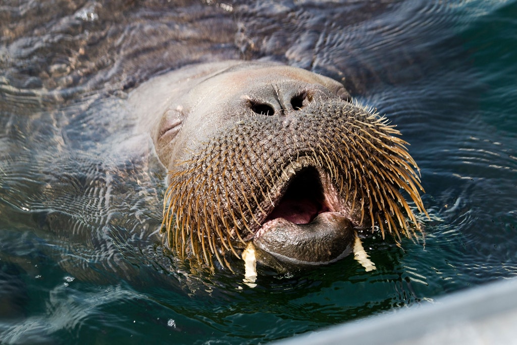 Das fast 600 Kilogramm schwere Walross-Weibchen schwimmt im Fjord von Oslo.