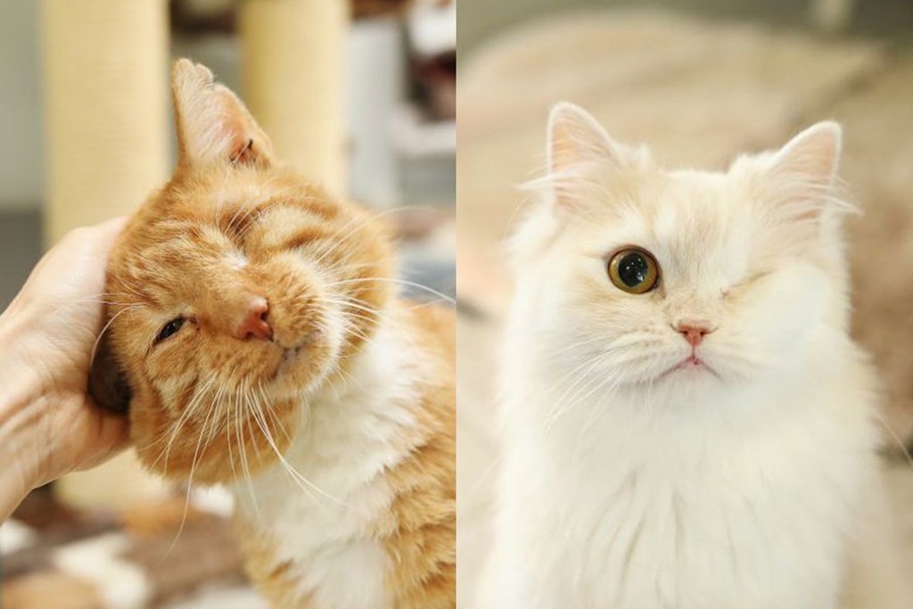 Theo (links) und Sisi suchen im Tierheim Berlin momentan ein neues Zuhause.