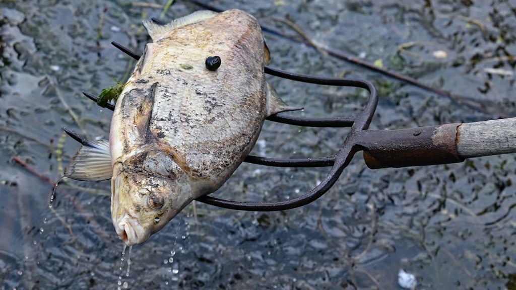 Mit einer Forke werden die toten Fische eingesammelt.