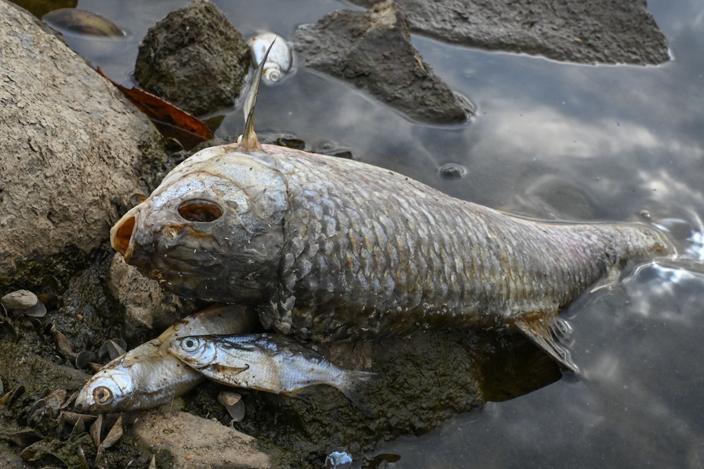 Tausende vergiftete tote Fische werden an die Ufer der Oder geschwemmt.