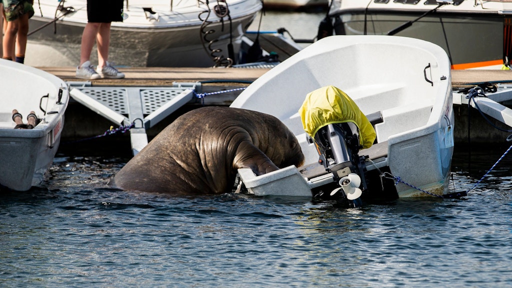 Walross-Mädchen Freya schaffte es im Osloer Hafen, ankernde Boote zu entern und diese mit ihrem Gewicht zu versenken.ord von Oslo.