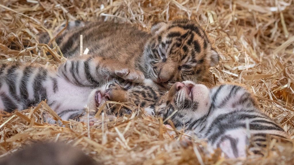 Auch vom Aussterben bedrohte Sumatra-Tiger gibt es in Großbritannien.