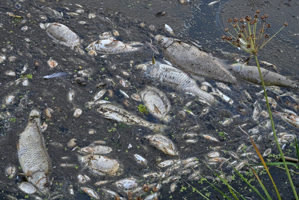 Noch immer treiben tote Fische im Wasser der Oder.