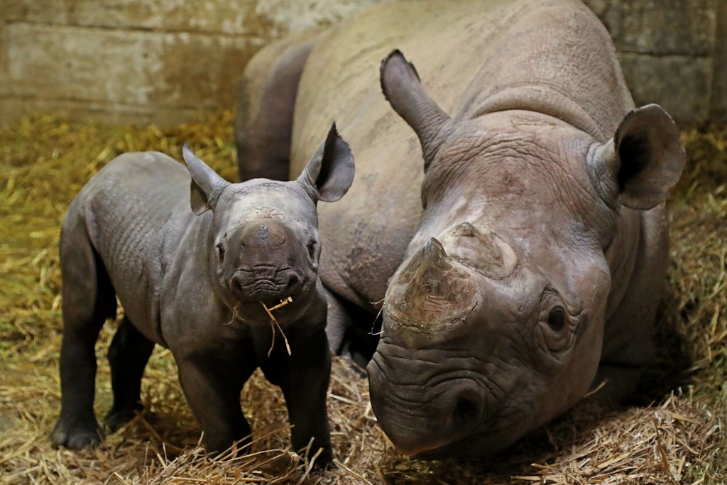 Gefährdete Tiere wie das Spitzmaulnashorn können nun schlechter zwischen Zoos in der EU und Großbritannien transportiert werden.
