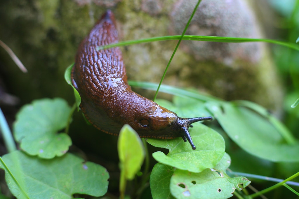 Nacktschnecken lassen sich die saftigen Blätter vieler Gartenpflanzen schmecken.
