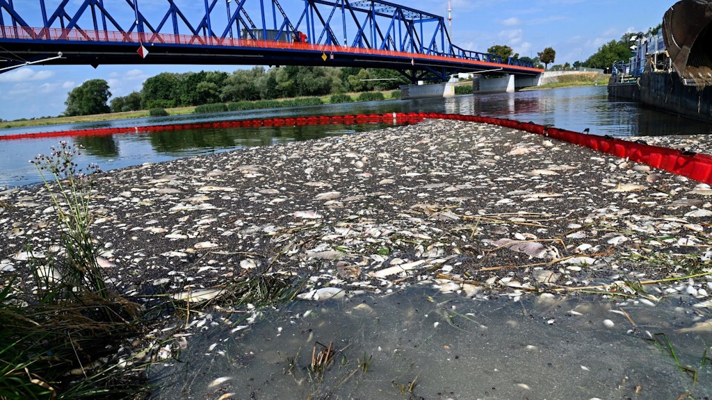 Fischkadaver schwimmen an der Wasseroberfläche der Oder. Unter ihnen waren auch einige tote Störe, die in dem Fluss eine neue Lebenschance erhalten sollten.