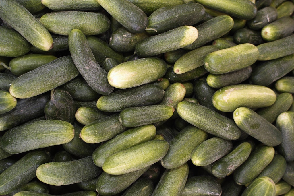 Für Schmorgurken braucht es dickfleischige Gurken. Probieren Sie das Rezept unbedingt mal aus!