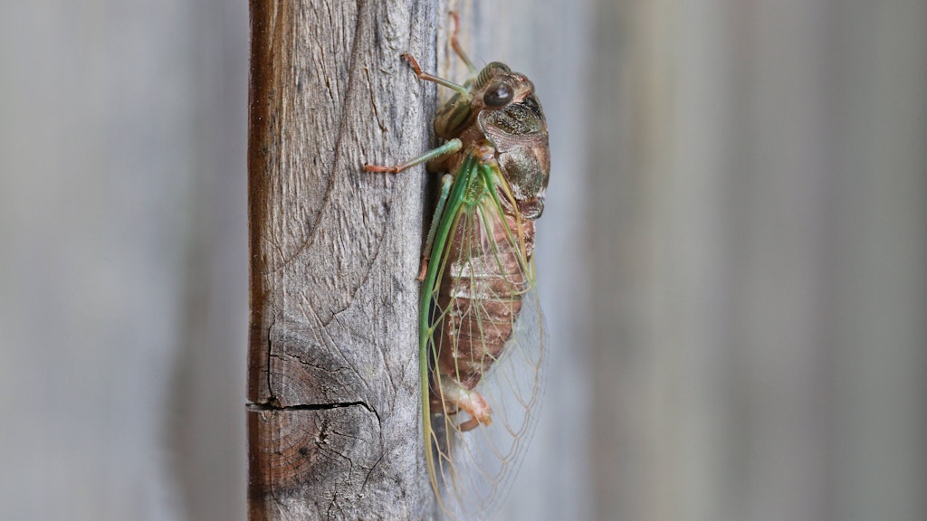 Die Insekten werden in den Köpfen vieler Menschen mit dem Sommer verbunden.