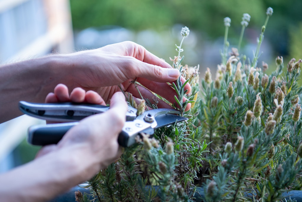 Vom Lavendel lässt sich im Sommer mithilfe von Stecklingen Nachwuchs ziehen.