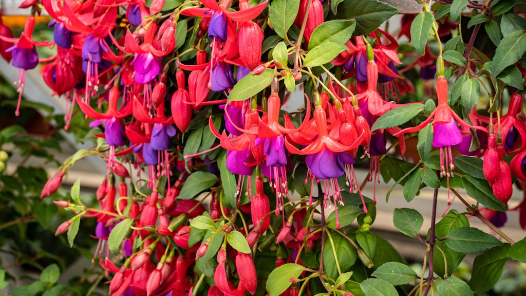 Fuchsien kann man mit Stecklingen wunderbar vermehren.