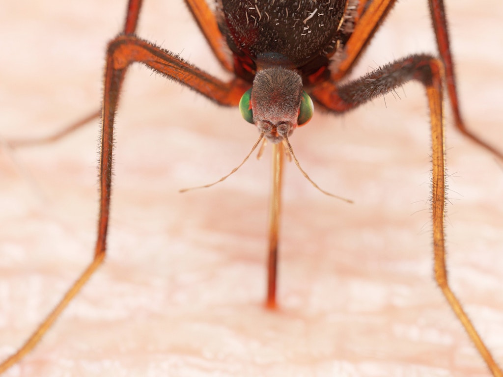 Mücken wollen unser Blut.