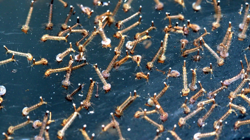 Stechmücken brauchen stehende Gewässer, um sich zu vermehren - das Foto zeigt die Larven der Insekten in einer Regentonne.