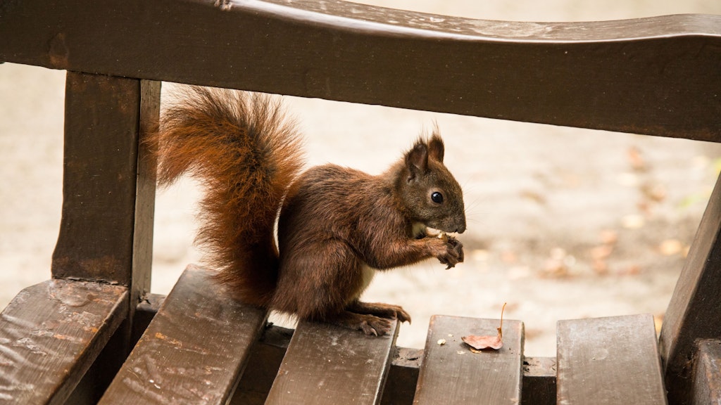 Nicht nur für heimische Tiere tut man etwas, wenn man seinen Garten im Herbst ein wenig unordentlich lässt. Auch für die eigenen Pflanzen ist das gut.