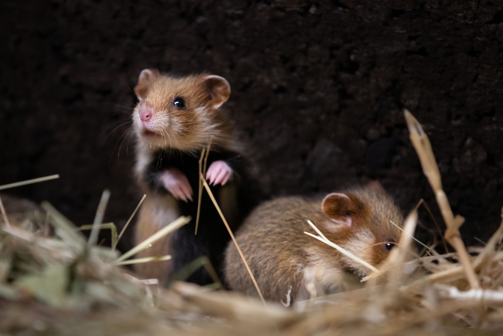 Zwei der sieben kleinen Feldhamster im Tierpark: 2023 sollen sie nach Niedersachsen in die freie Wildbahn umziehen.