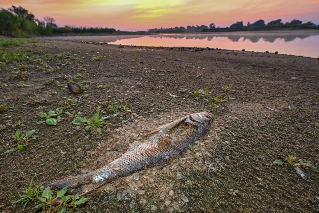 Am Ufer der Oder: ein toter Fisch, der schon stark verwest ist.