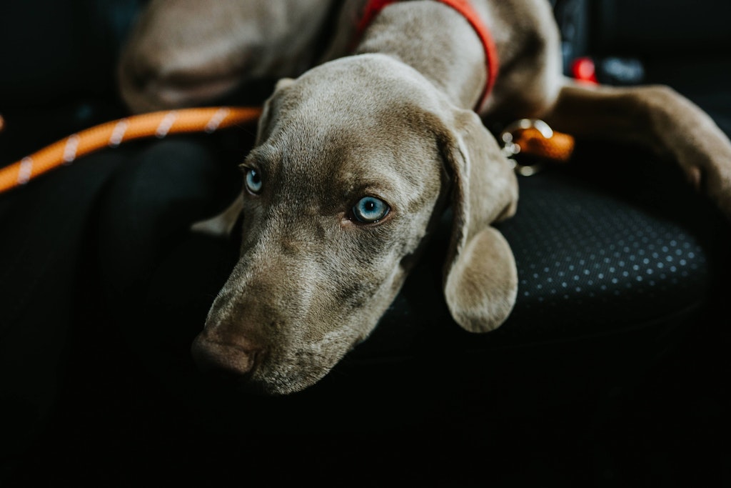 Blickt der Hund Ihnen tief in die Augen, kann das ein Zeichen von Liebe sein.