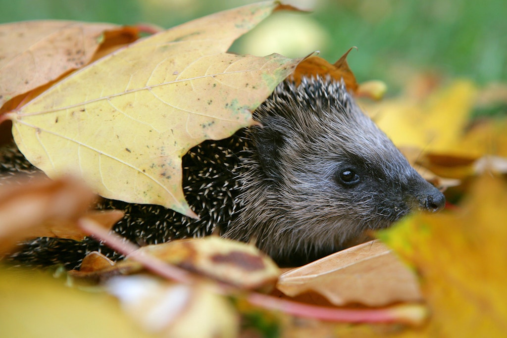 Ein Igel sucht Schutz unter Laubblättern. Wird das Laub weggefegt oder weggeharkt, leidet die Natur unter dem Zuviel an Ordnung.