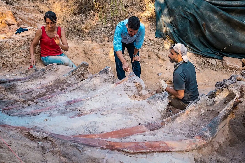 Überreste eines Sauriers. Das Tier war um die 25 Meter lang.