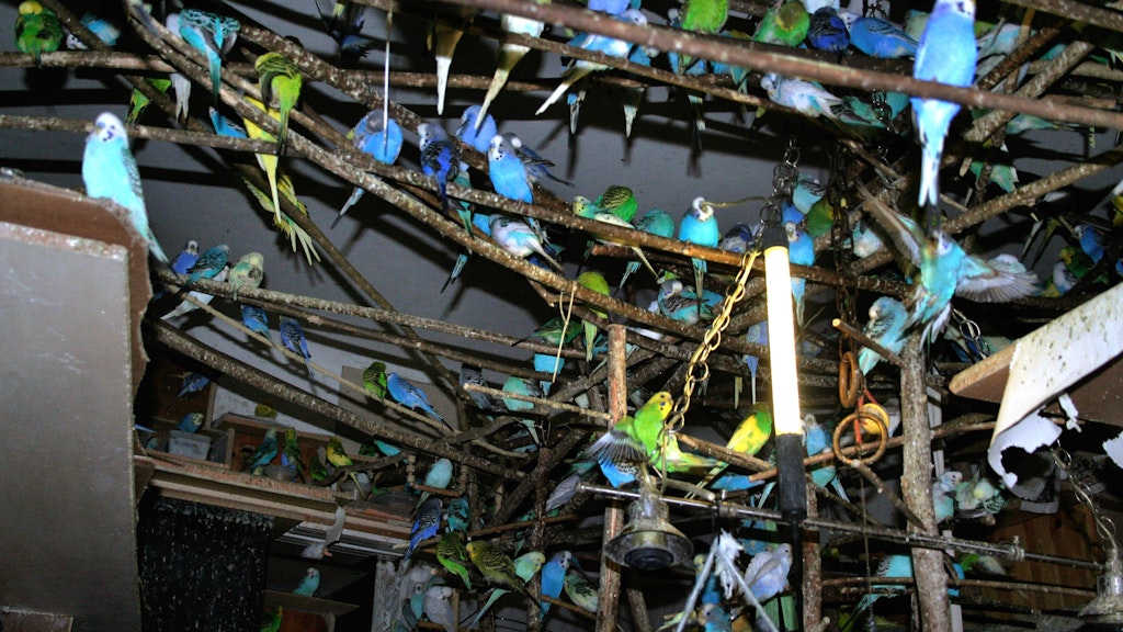 Eine Wohnung voller Vögel. Auf solche Fälle von Animal Hoarding stoßen Tierschützer immer wieder.