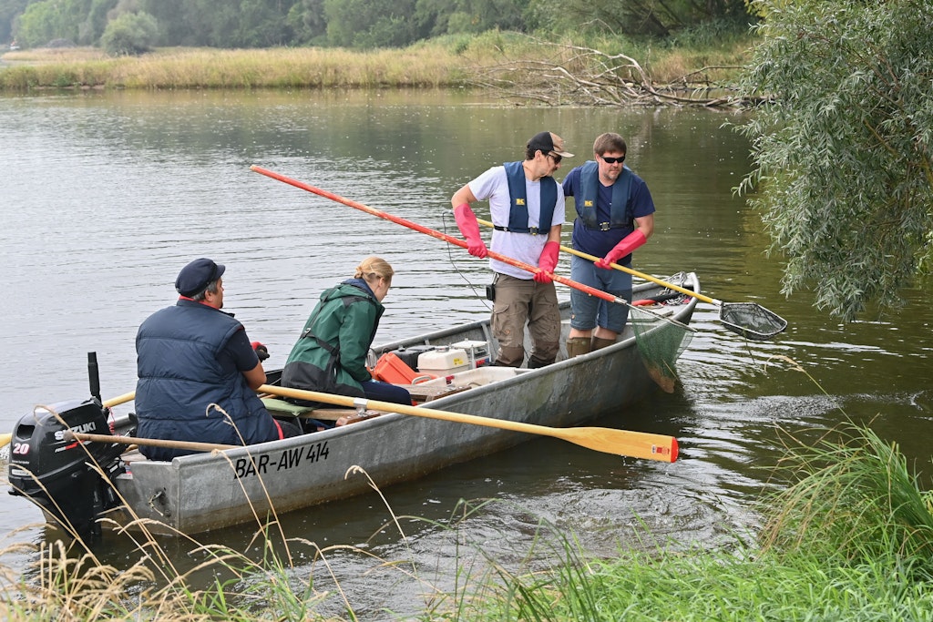 Mitarbeiter vom IGB begutachten die lebenden Fische im Fluss Oder.