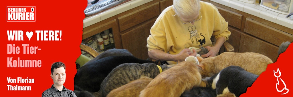 Animal Hoarder verlieren die Kontrolle über ihre Tierhaltung - meist geht es um Katzen.