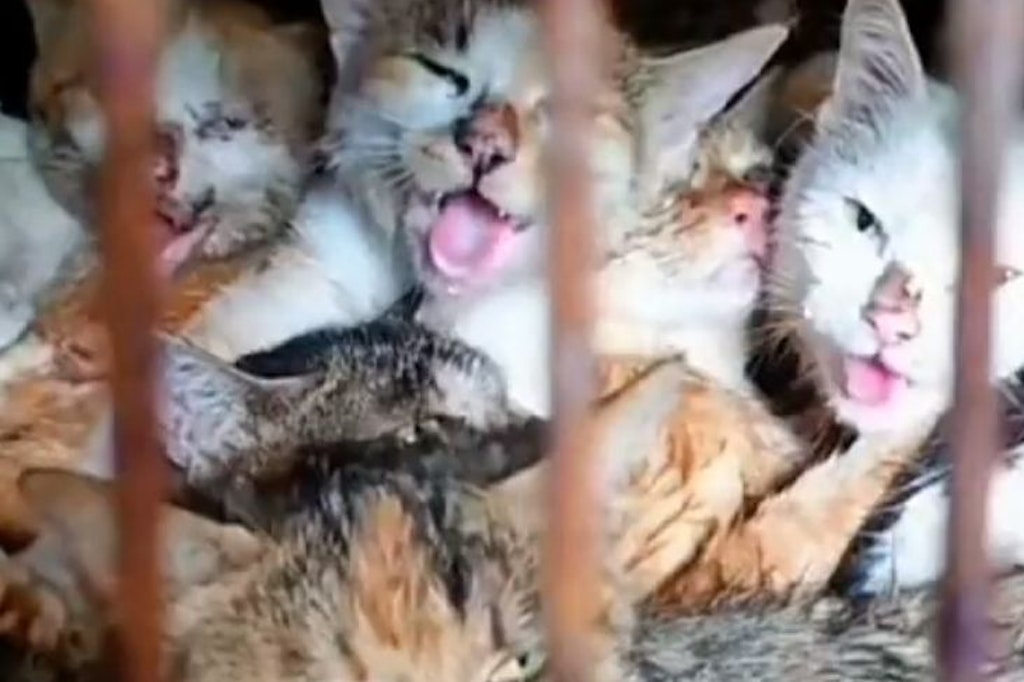 Eingepfercht in enge Käfige, sollten die Katzen zur Schlachtung transportiert werden.