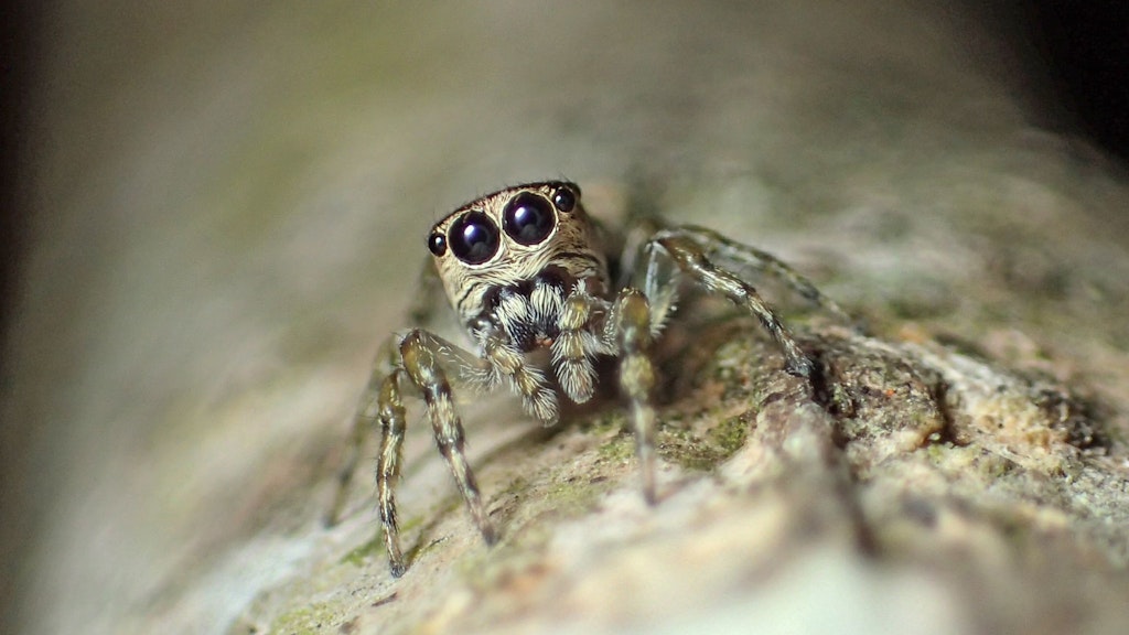 Angst vor Spinnen? Manche Arten - hier die südamerikanische Spinne Guriurius minuano - sehen eher putzig aus.